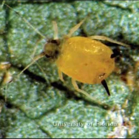 thumbnail for publication: Melon Aphid or Cotton Aphid, Aphis gossypii Glover (Insecta: Hemiptera: Aphididae)